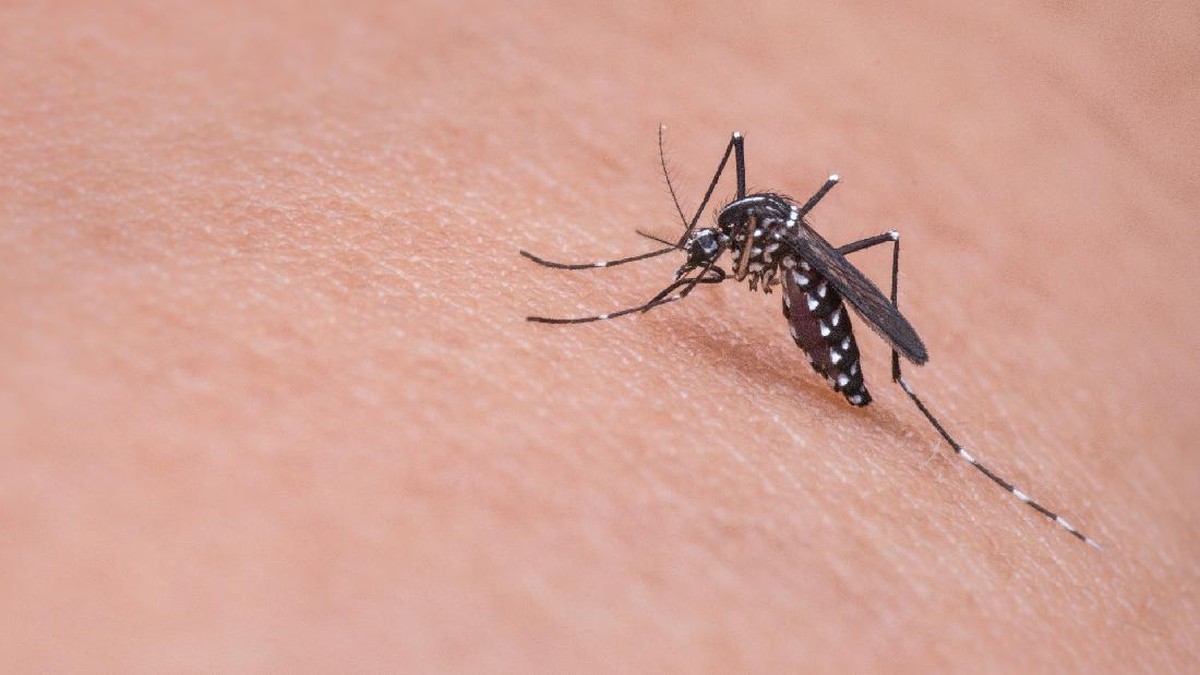 who:-virus-chikungunya-bisa-jadi-wabah-baru,-kenali-gejalanya