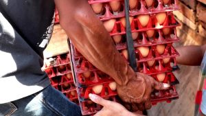 cara-menyimpan-telur-di-kulkas-agar-tahan-lama-dan-tetap-segar
