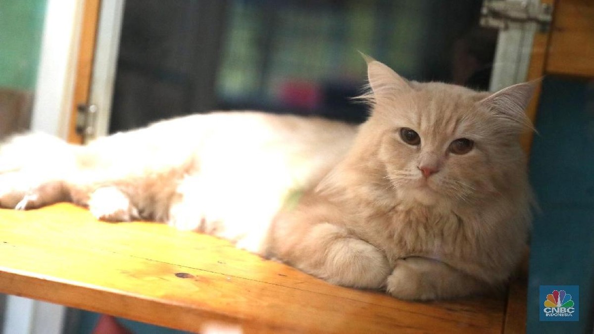 jarang-yang-tahu,-ada-7-manfaat-kesehatan-pelihara-kucing-di-rumah