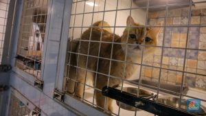 3-negara-yang-masih-konsumsi-daging-kucing,-ada-tetangga-ri