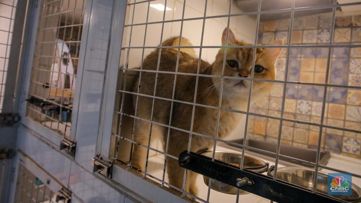 3-negara-yang-masih-konsumsi-daging-kucing,-ada-tetangga-ri