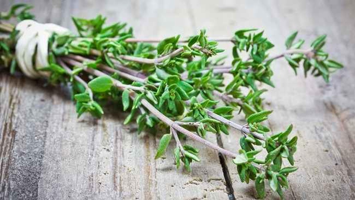 indonesia-punya-daun-istimewa-yang-diborong-jepang-hingga-belanda