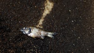 tercemar,-10-ikan-ini-mengandung-merkuri-tinggi