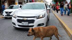 anjing-liar-di-trotoar-ini-terkenal,-dapat-bintang-5-di-google-maps