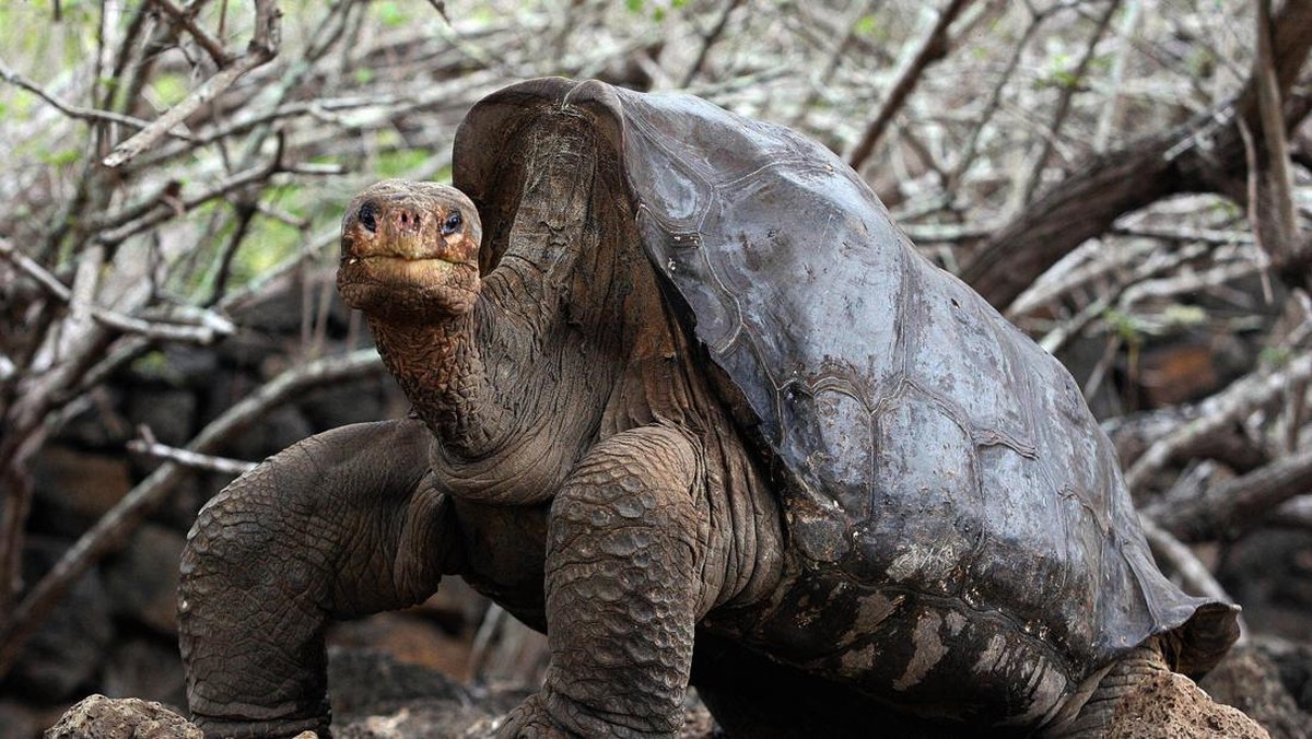 10-hewan-berumur-paling-panjang-di-dunia,-ada-yang-hidup-abadi
