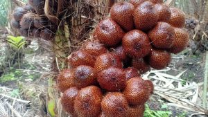 ternyata-salak-“ditakuti”-buncit,-ri-penguasanya-laku-keras-di-china