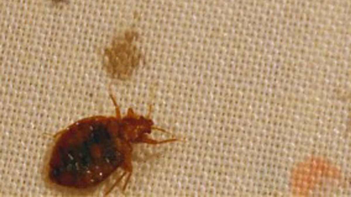 kutu-pembunuh-menyerang-korea-selatan,-422-orang-meninggal