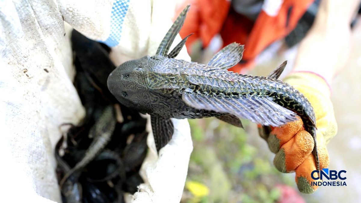 dianggap-hama-di-ri,-ikan-sapu-sapu-justru-kuliner-favorit-amazon