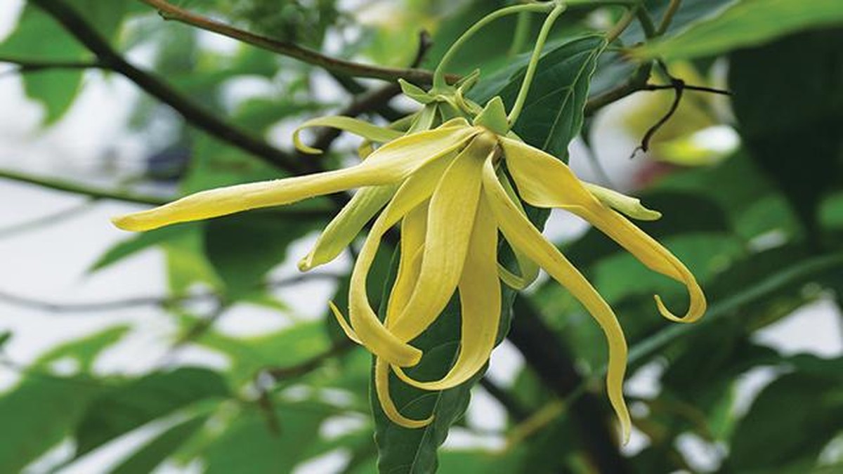 dibuang-buang-di-kuburan,-bunga-ri-ini-bisa-jadi-obat-anti-diabetes