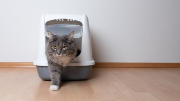 7-rekomendasi-litter-box-kucing-terbaik-lengkap-dari-murah,-tertutup-hingga-otomatis