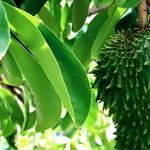 3-tanaman-murah-meriah-di-ri-ternyata-efektif-hambat-sel-kanker