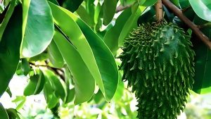 3-tanaman-murah-meriah-di-ri-ternyata-efektif-hambat-sel-kanker