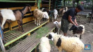kapan-idul-adha-2026?-ini-prediksi-ahli-astronomi-dunia