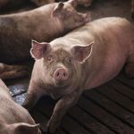 peneliti-singapura-ungkap-misteri-babi-ngepet,-ini-hasil-risetnya