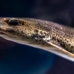 salmon-kalah,-ikan-asal-ri-ini-punya-omega-3-tertinggi-di-dunia