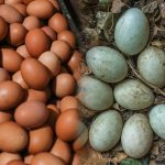 telur-ayam-vs-bebek,-mana-yang-paling-baik-dikonsumsi?