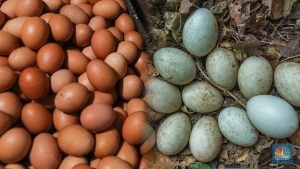 telur-ayam-vs-bebek,-mana-yang-paling-baik-dikonsumsi?