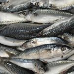 ikan-sarden-bisa-cegah-stroke-dan-sakit-jantung,-benarkah?