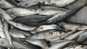 ikan-sarden-bisa-cegah-stroke-dan-sakit-jantung,-benarkah?