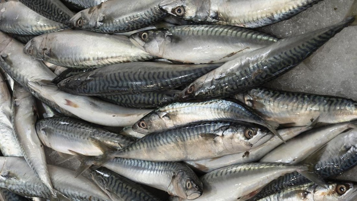 ikan-sarden-bisa-cegah-stroke-dan-sakit-jantung,-benarkah?