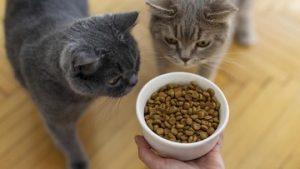 9-makanan-kucing-yang-bagus-lengkap-dengan-kandungan-nutrisinya