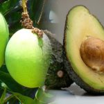 alpukat-vs-mangga,-mana-terbaik-untuk-diet-dan-kesehatan?