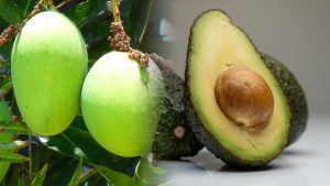 alpukat-vs-mangga,-mana-terbaik-untuk-diet-dan-kesehatan?