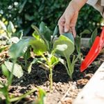 cara-membuat-kebun-sayuran-di-rumah-untuk-menghemat-belanja-bulanan