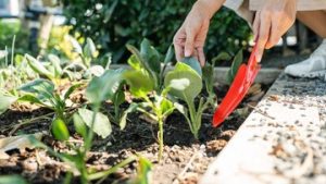 cara-membuat-kebun-sayuran-di-rumah-untuk-menghemat-belanja-bulanan