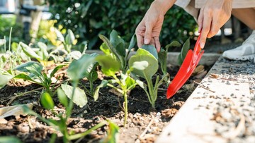 cara-membuat-kebun-sayuran-di-rumah-untuk-menghemat-belanja-bulanan