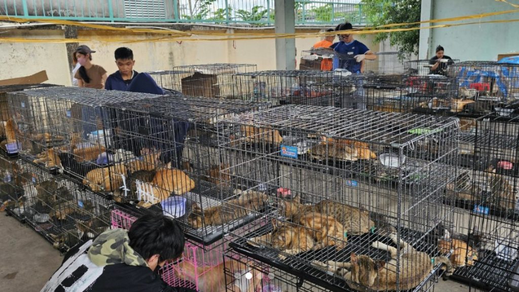 polisi-selamatkan-400-kucing-peliharaan-sebelum-dipotong-jadi-makanan