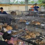 polisi-selamatkan-400-kucing-peliharaan-sebelum-dipotong-jadi-makanan