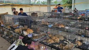 polisi-selamatkan-400-kucing-peliharaan-sebelum-dipotong-jadi-makanan