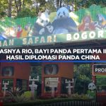 intip-gemasnya-rio,-bayi-panda-pertama-ri-hasil-diplomasi-panda-china
