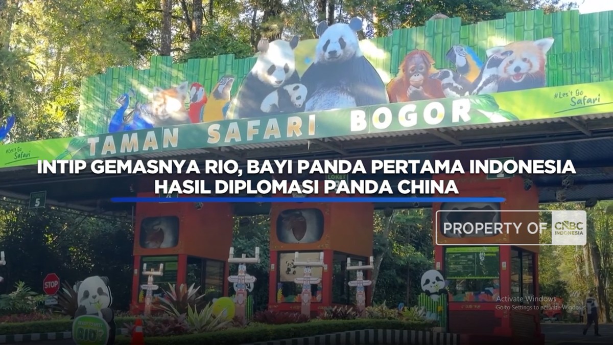 intip-gemasnya-rio,-bayi-panda-pertama-ri-hasil-diplomasi-panda-china