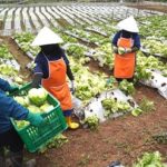studi-oxford-economics-2026:-mcdonalds-indonesia-dukung-peluang-lapangan-kerja-lintas-sektor-tumbuh-lebih-dari-tiga-kali-lipat