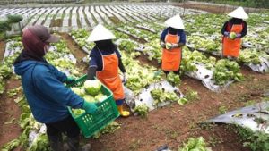 studi-oxford-economics-2026:-mcdonalds-indonesia-dukung-peluang-lapangan-kerja-lintas-sektor-tumbuh-lebih-dari-tiga-kali-lipat