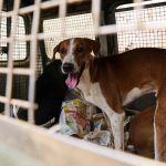 perangi-rabies,-menkes-butuh-rp50-m-untuk-suntik-anjing-seluruh-bali