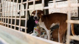 perangi-rabies,-menkes-butuh-rp50-m-untuk-suntik-anjing-seluruh-bali