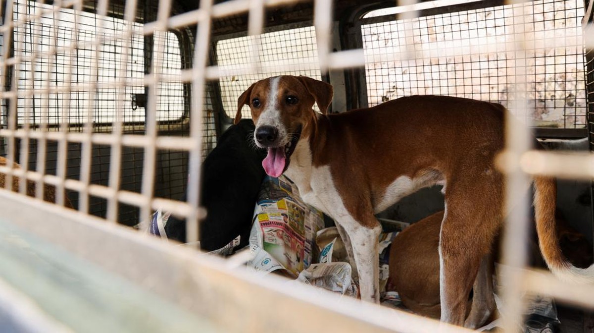 perangi-rabies,-menkes-butuh-rp50-m-untuk-suntik-anjing-seluruh-bali